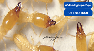 رش دفان ومكافحة النمل الأبيض