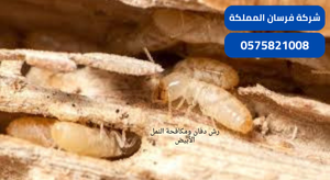 رش دفان ومكافحة النمل الأبيض