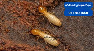 رش دفان ومكافحة النمل الأبيض