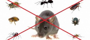 شركة مكافحة الحشرات والقوارض