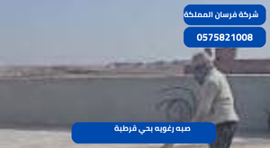 صبه رغويه بحي قرطبة