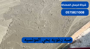 صبه رغويه بحي المونسيه